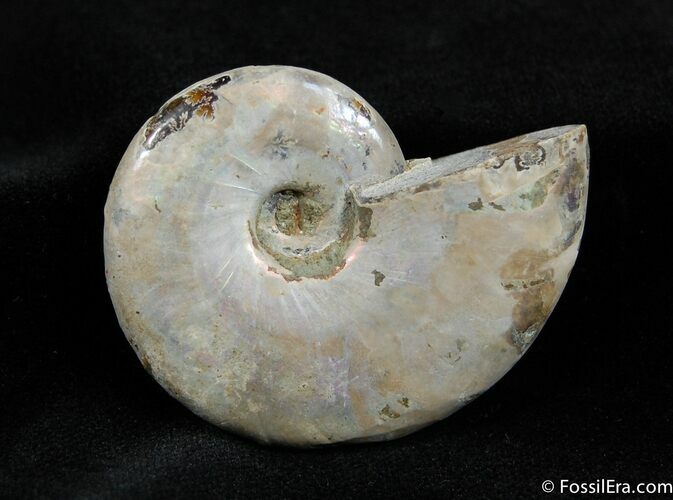 Iridescent Desmoceras latidorsatum Ammonite Fossil #417